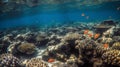 School of Clownfish in Natural Habitat Royalty Free Stock Photo