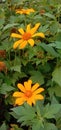 A stunning photograph capturing the vibrant beauty of Mexican sunflowers