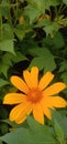 A stunning photograph capturing the vibrant beauty of Mexican sunflowers