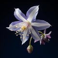 Graceful Balance: A White And Lavender Flower In The Style Of Elke Vogelsang