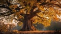 Golden Hour Glow: Autumn Maple Tree in Park