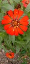 A stunning photograph featuring the vibrant Peruvian Zinnia flower in all its glory.