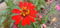 A stunning photograph featuring the vibrant Peruvian Zinnia flower in all its glory.