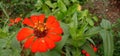 A stunning photograph featuring the vibrant Peruvian Zinnia flower in all its glory.