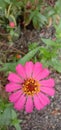 A stunning photograph featuring the vibrant Peruvian Zinnia flower in all its glory