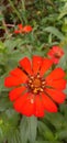 A stunning photograph featuring the vibrant Peruvian Zinnia flower in all its glory.