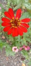 A stunning photograph featuring the vibrant Peruvian Zinnia flower in all its glory