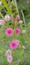 A stunning photograph of Mimosa invisa flowers