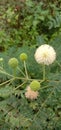 A stunning photograph of Mimosa invisa flowers