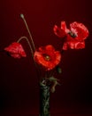 Passionate Elegance: A Bouquet of Red Poppies Royalty Free Stock Photo