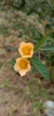 A stunning photograph of Sida cordifolia flowers,