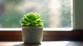 Green Beauty on a Sunny Windowsill Royalty Free Stock Photo