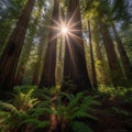 Majestic Redwood Tree in Golden Sunlight