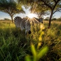 Zebras Grazing in African Sun