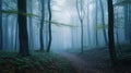 Mystical Morning in a Foggy Forest Royalty Free Stock Photo