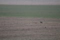 Stunning Photos of dogs spaniards hunting the hare in open field