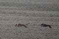 Stunning Photos of dogs spaniards hunting the hare in open field