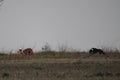 Stunning Photos of dogs spaniards hunting the hare in open field Royalty Free Stock Photo