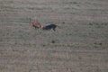 Stunning Photos of dogs spaniards hunting the hare in open field Royalty Free Stock Photo