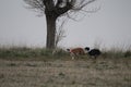 Stunning Photos of dogs spaniards hunting the hare in open field