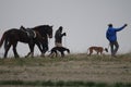 Stunning Photos of dogs spaniards hunting the hare in open field Royalty Free Stock Photo