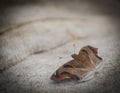 Stunning picture of chestnut angle butterfly