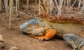 An orange green and blue beautiful giant lizard iguana in the nature in a bamboo patch close up Royalty Free Stock Photo