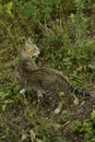 Stunning picture of semi wild cat standing on ground.