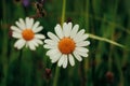 Stunning piece of oxeye daisy in tall grass. A natural example of art. Leucanthemum vulgare in all its glory. A gift for Valentine Royalty Free Stock Photo