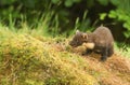 A stunning Pine Marten Martes martes sitting on a mossy mound in the Highlands of Scotland.
