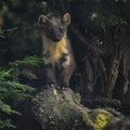 Stunning pine martin martes martes on branch in tree