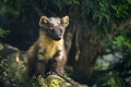 Stunning pine martin martes martes on branch in tree