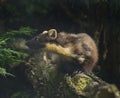 Stunning pine martin martes martes on branch in tree