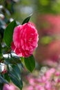 Pink camelia flower. Behind are rhododendron azalia flowers, bursting into colour in spring at RHS Wisley garden, Surrey UK Royalty Free Stock Photo