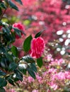 Pink camelia flower. Behind are rhododendron azalia flowers, bursting into colour in spring at RHS Wisley garden, Surrey UK Royalty Free Stock Photo