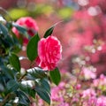 Pink camelia flower. Behind are rhododendron azalia flowers, bursting into colour in spring at RHS Wisley garden, Surrey UK Royalty Free Stock Photo