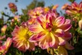 Stunning pink dahlia flowers by the name Pacific Ocean, photographed against a clear blue sky at RHS Wisley, UK