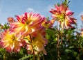 Stunning pink dahlia flowers by the name Pacific Ocean, photographed against a clear blue sky at RHS Wisley, UK