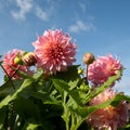 Stunning pink dahlia flowers by the name Penhill Watermelon, photographed against a clear blue sky at the RHS Wisley garden, UK