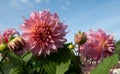 Stunning pink dahlia flowers by the name Penhill Watermelon, photographed against a clear blue sky at the RHS Wisley garden, UK