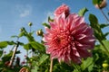 Stunning pink dahlia flowers by the name Penhill Watermelon, photographed against a clear blue sky at the RHS Wisley garden, UK