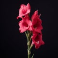 Pink Gladiolus Bud On Black Background: Classic Still Life Composition