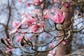 Stunning pink flowers of the Magnolia Campbellii tree, photographed in the RHS Wisley garden, Surrey UK.