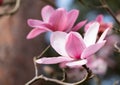 Stunning pink flowers of the Magnolia Campbellii tree, photographed in the RHS Wisley garden, Surrey UK.