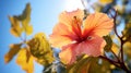 Vibrant Orange Hibiscus Flower In Sunlight: A Stunning Nature-inspired Photo Royalty Free Stock Photo