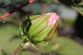 Stunning pink hibiscus flower bud Royalty Free Stock Photo