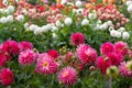 Stunning pink Josudi Mercury dahlias, photographed in a garden near St Albans, Hertfordshire, UK in late summer on a cloudy day. Royalty Free Stock Photo