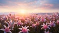Stunning Pink Lily Flower Field At Sunset