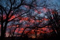 A stunning pink, orange and blue clouds at sunset sky behind trees, sunset city background. Royalty Free Stock Photo