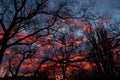 A stunning pink, orange and blue clouds at sunset sky behind trees, sunset city background. Royalty Free Stock Photo